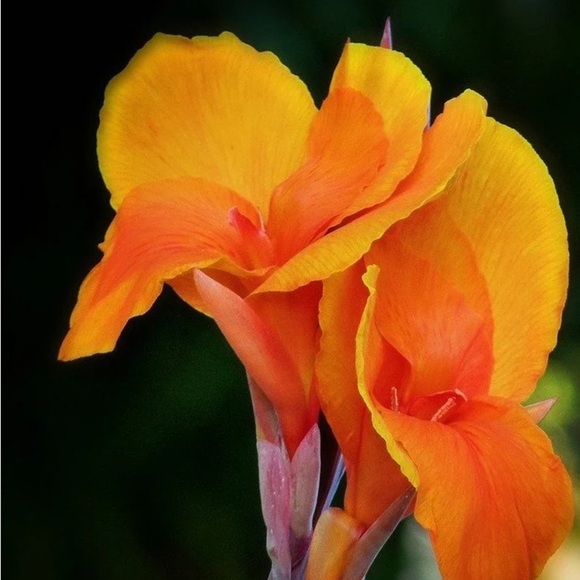 Orange Canna Lily seeds - Picture 2 of 5